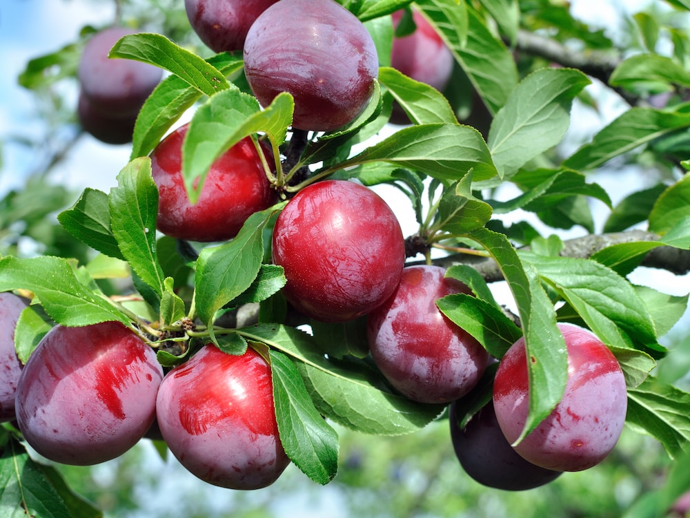  Plum-trees