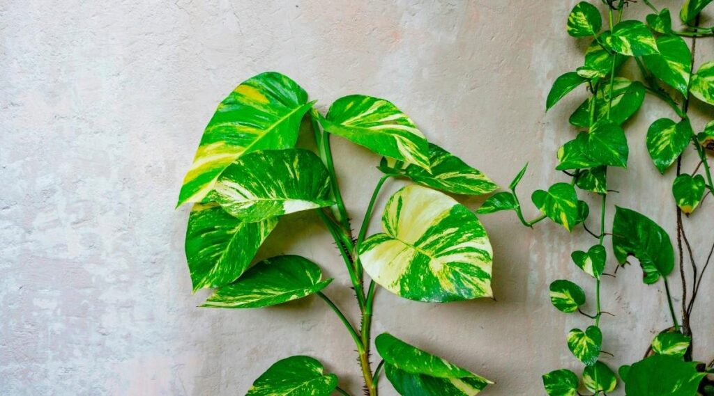 Pothos plant for DIY vertical garden