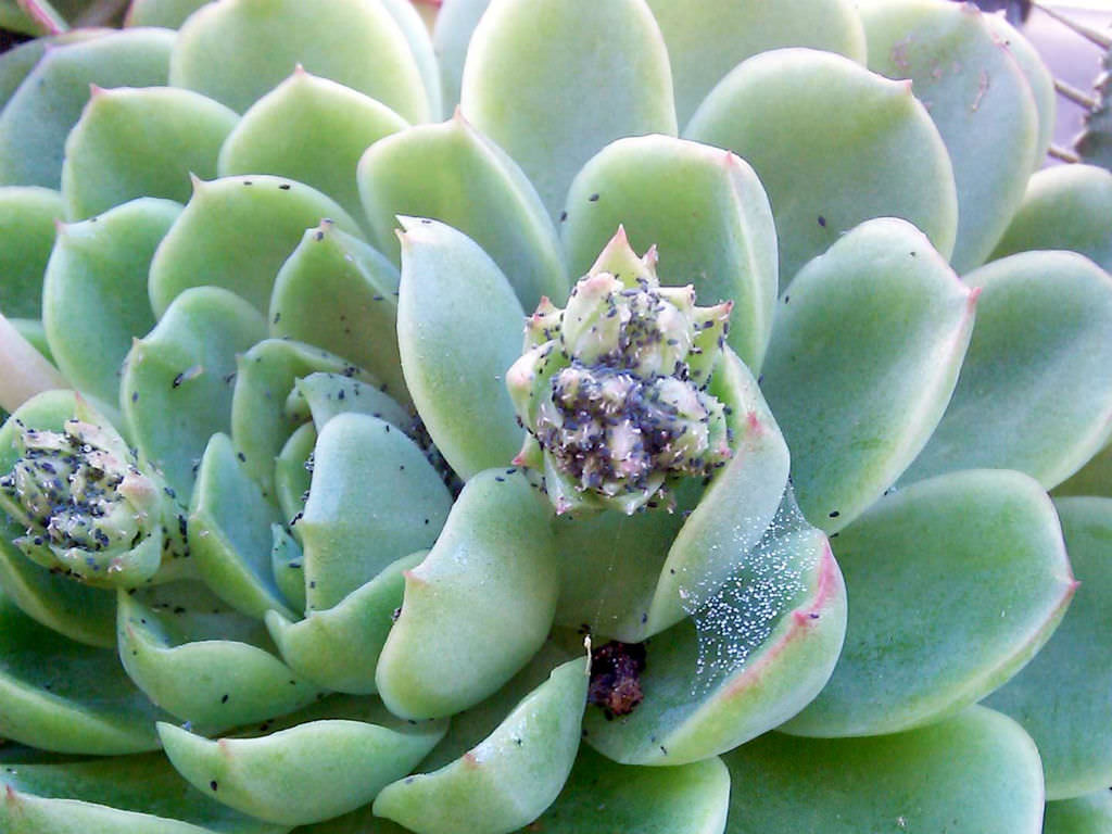 Prevention from Pests in succulent