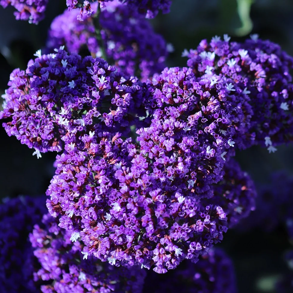 Sea Lavender- Purple Flower Bush