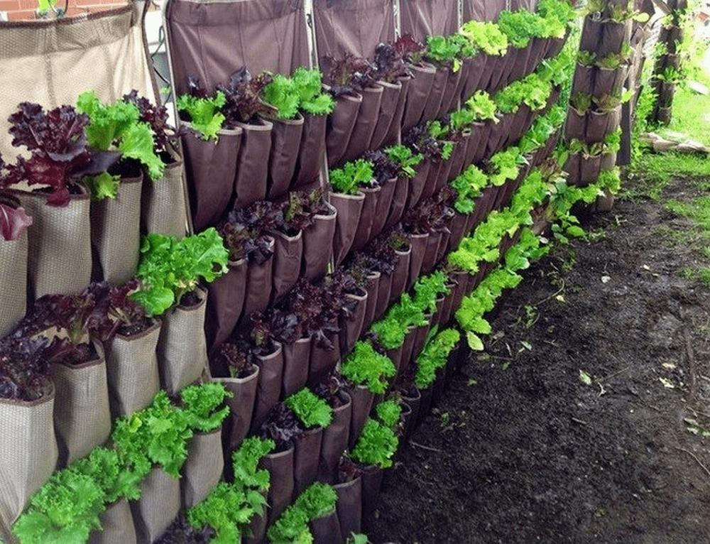 Shoe Organizer Herb Garden