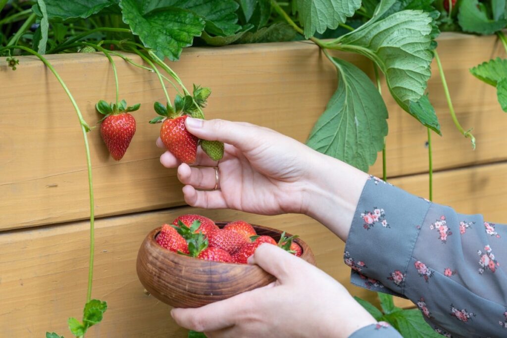 Strawberry raised planter box