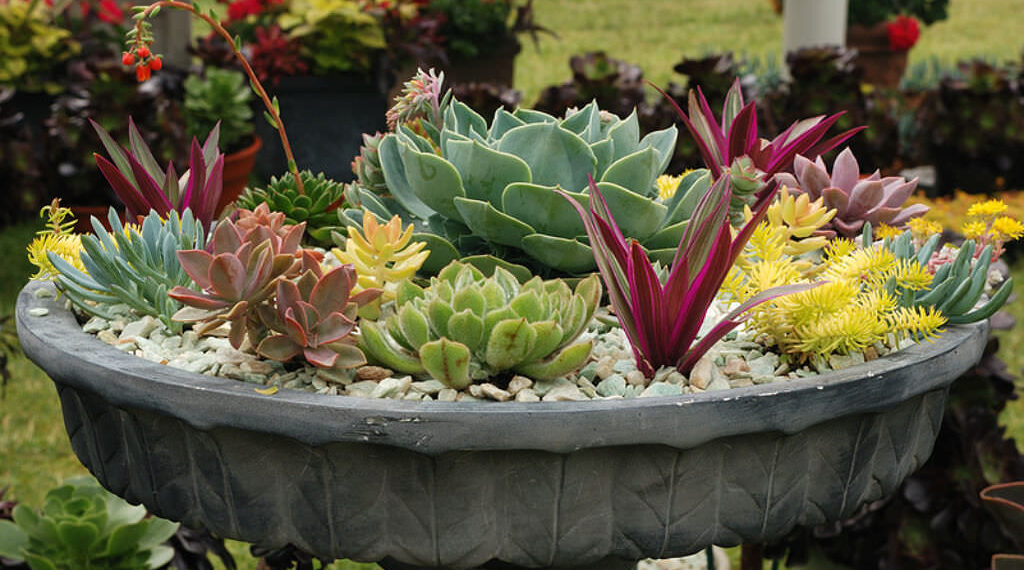 Succulent Garden