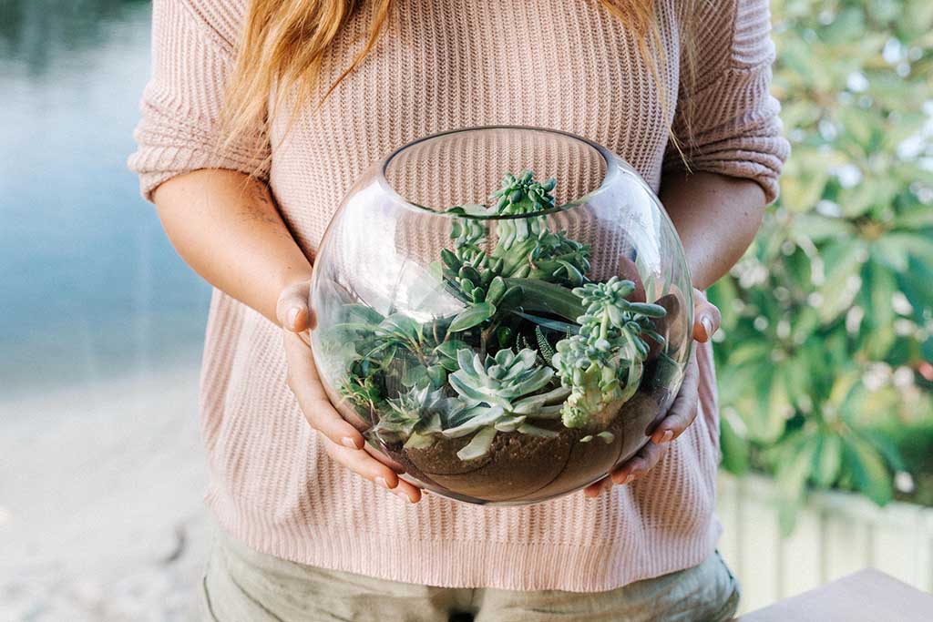 Succulent Terrariums