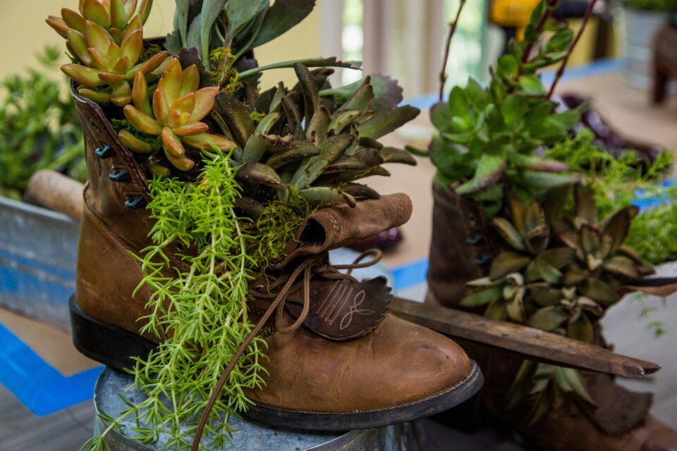 Succulent garden in old boots