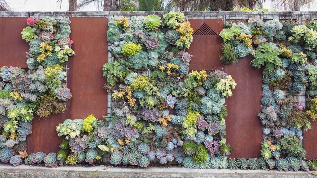 Succulents plants for vertical garden