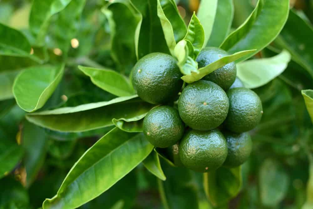 Tahitian Lime tree