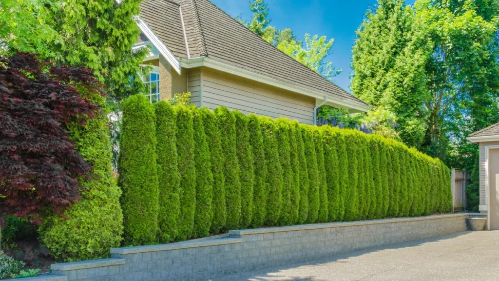 Tree fence ideas