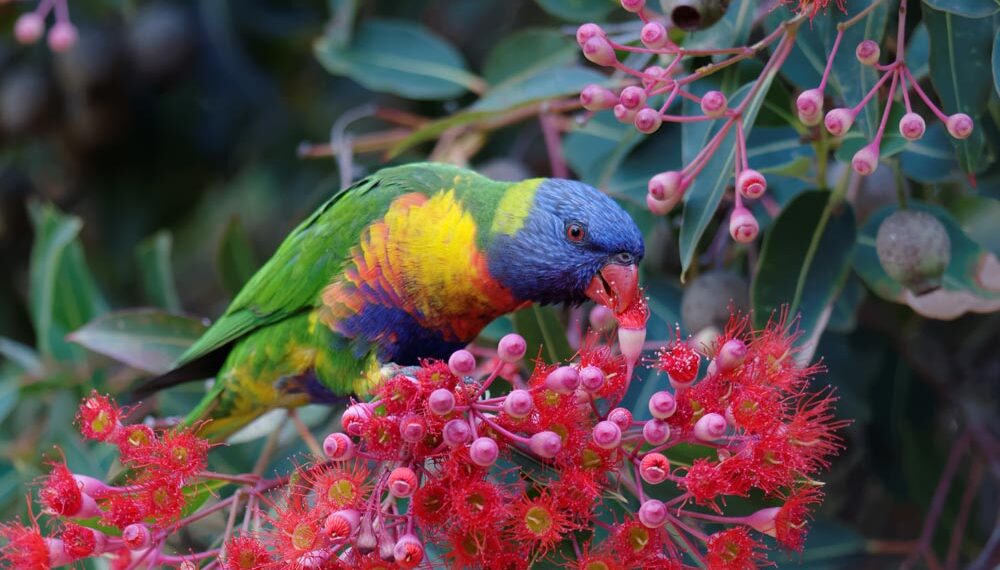 Types of trees to attract wildlife