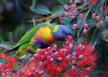 Types of trees to attract wildlife