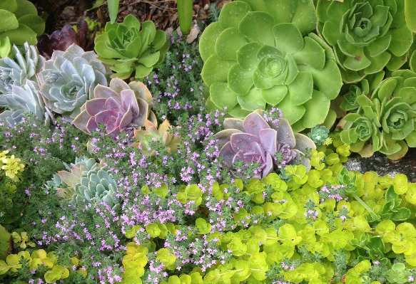 Watering Succulent Gardens