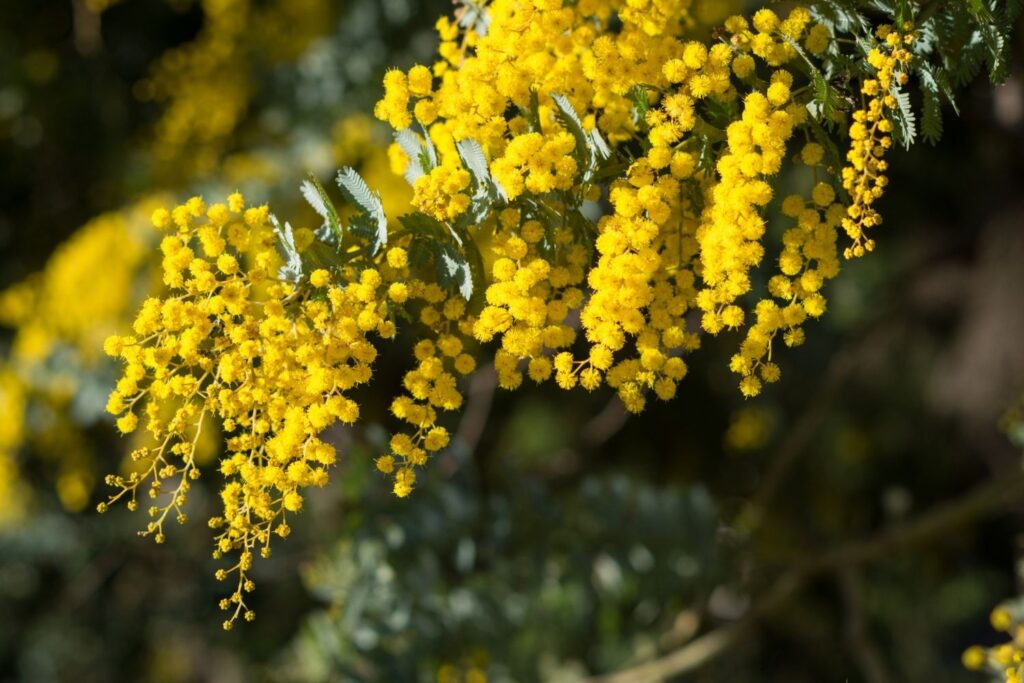 Wattle australian native tree