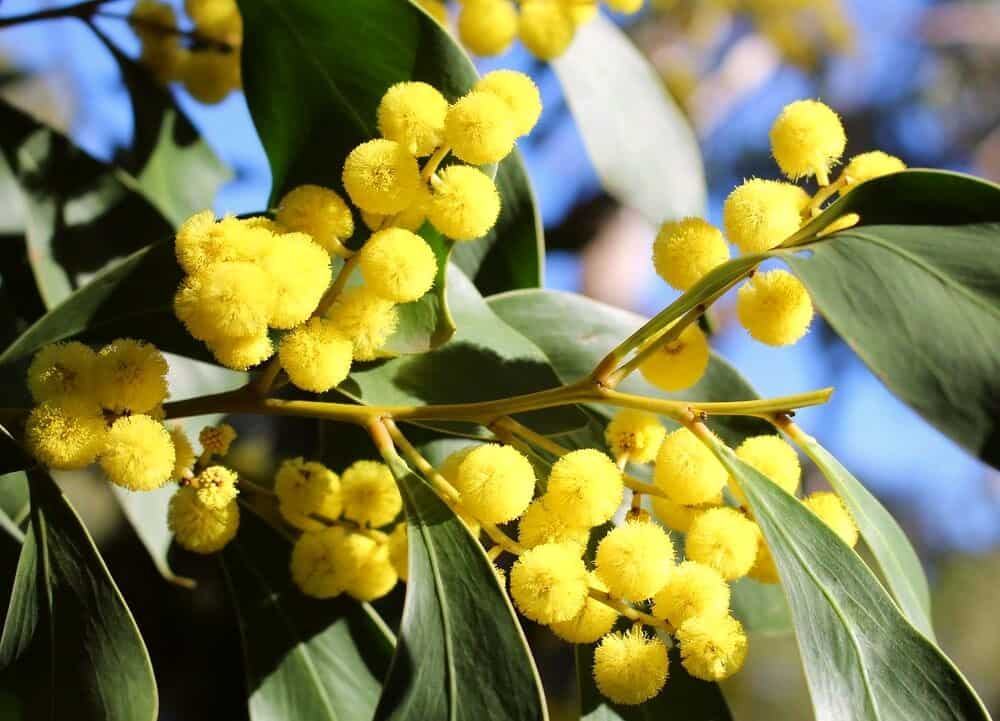 Wattle-tree