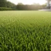 Why Couch Turf Is One of the Most Popular Lawn Grass Types
