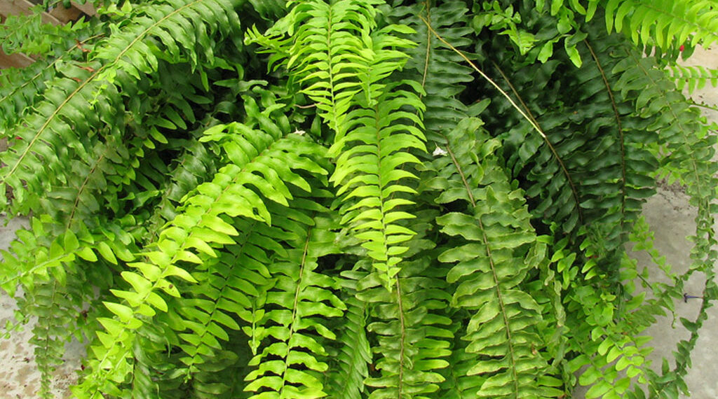 ferns plant for vertical garden