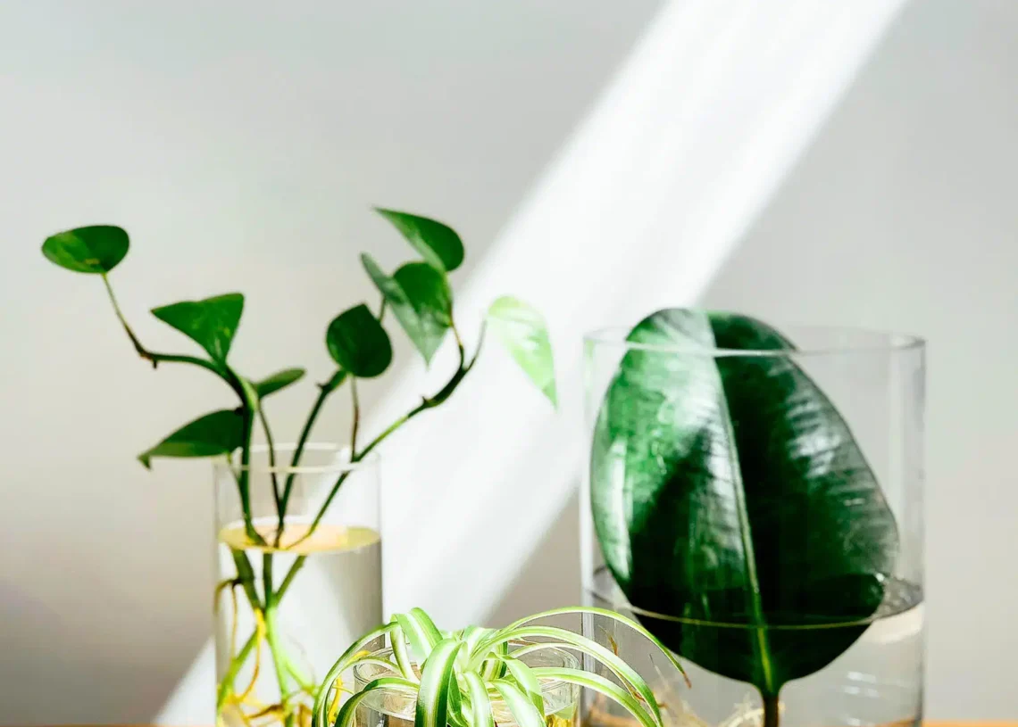 glass to grow plants in water