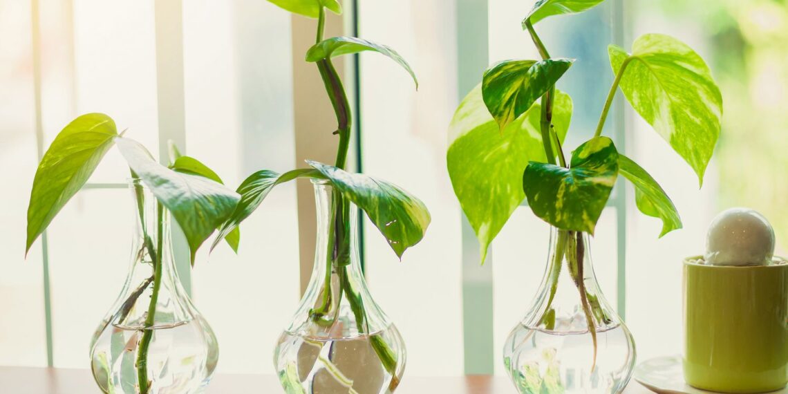 plants that grow in water