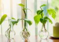plants that grow in water