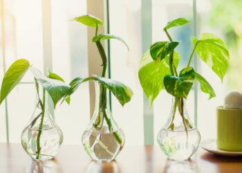 plants that grow in water