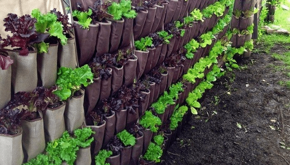 shoe organizer planter