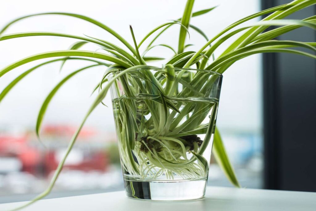 spider plants that grow in water