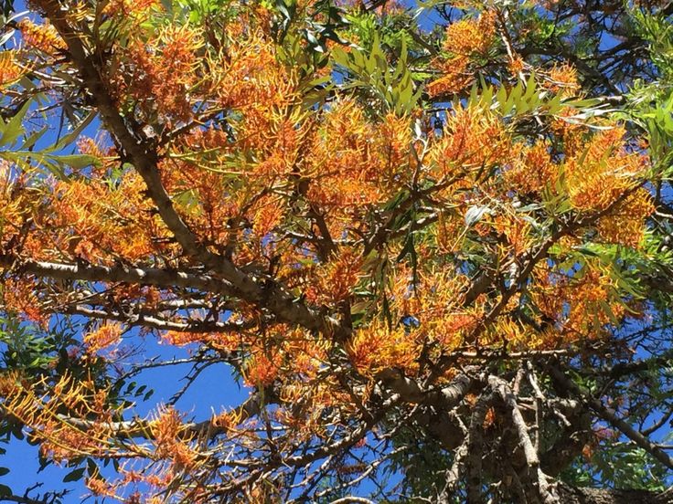 Grevillea Robusta